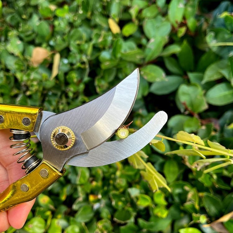 Garden Pruner with 65Mn Steel Blade and Electroplated Handle Vertical View Scene Graph