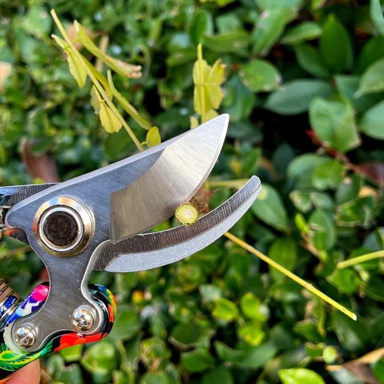 Garden Pruner with 65Mn Steel Blade and Painted Handle View Scene Graph