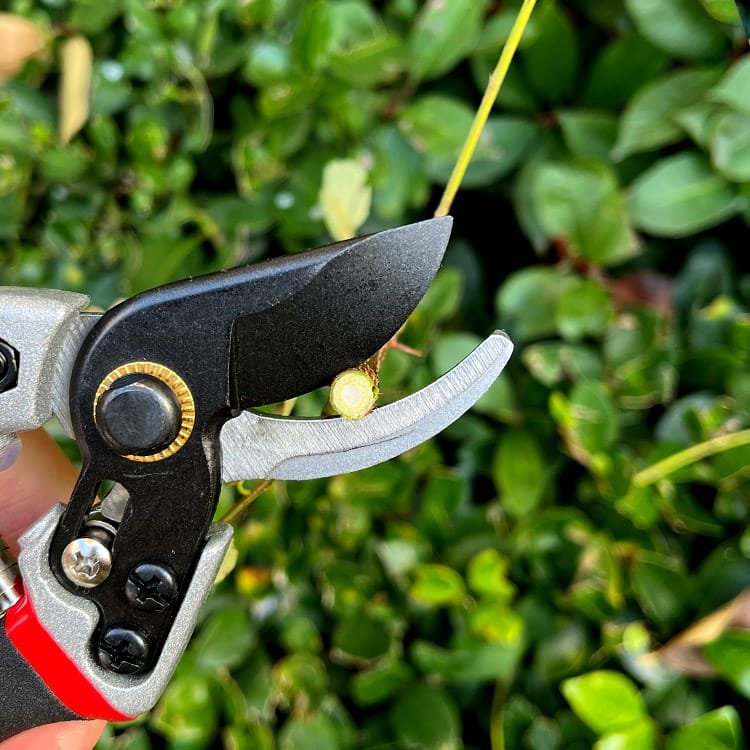 Garden Pruner with Dual-Color Handle and SK5 Steel Blade View Scene Graph