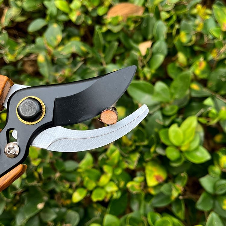 Garden Pruner with SK5 Steel Blade and Water-Transfer Handle View Scene Graph